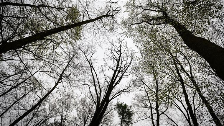 Die Leiche wurde im Reinhäuser Wald gefunden. Dort wachsen unter anderem Buchen. (Archivbild)