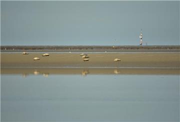 Seehunde, Liegeplätze, Wattenmeer, Butjadingen