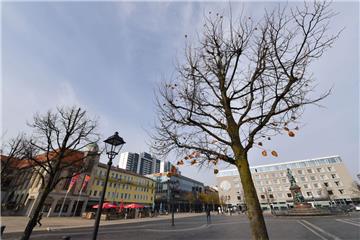 Die Linden auf dem Theodor-Heuss-Platz kümmern schon seit 14 Jahren vor sich hin und müssten eigentlich doppelt so groß sein.