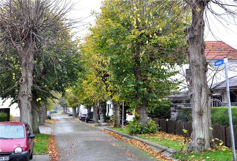 Lindenallee in Einswarden unter Schutz gestellt Die Lindenstraße in Einswarden ist eine Lindenallee. Der Umweltausschuss des Stadtrates hat jetzt beschlossen, diese Allee ins Baumkataster der Stadt aufzunehmen und damit zu schützen.