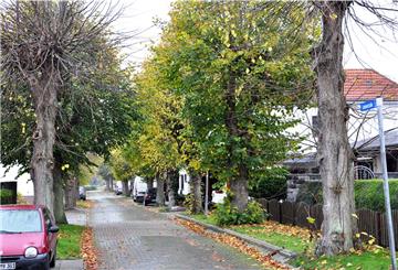 Die Lindenstraße in Einswarden ist eine Lindenallee. Der Umweltausschuss des Stadtrates hat jetzt beschlossen, diese Allee ins Baumkataster der Stadt aufzunehmen und damit zu schützen.