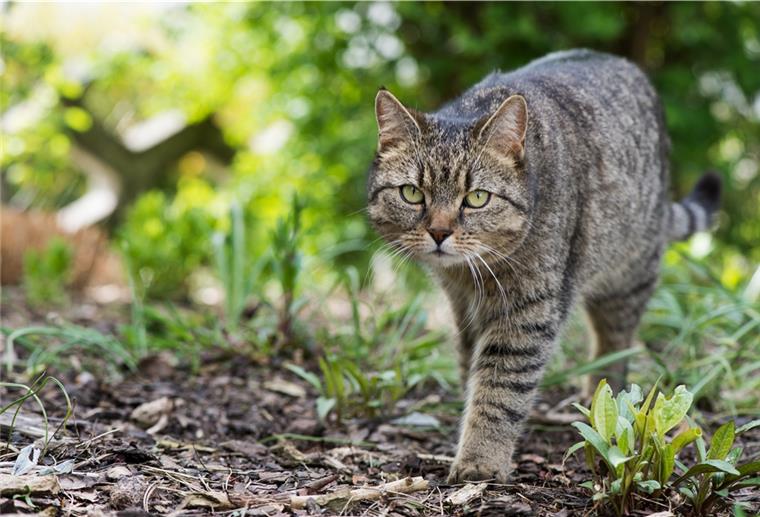 Die Liste der vermissten Katzen ist lang.