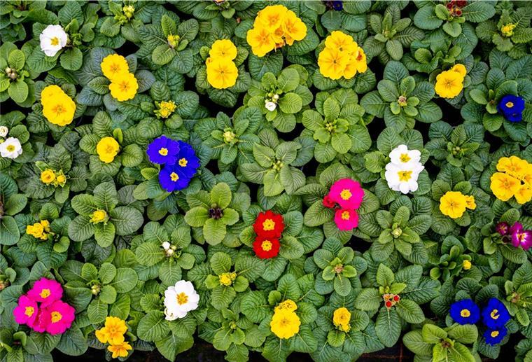 Die Lockdowns der vergangenen Jahre setzten die Gartenbaubetriebe in Niedersachsen stark unter Druck. Zum Saisonstart 2022 ist die Branche dagegen zuversichtlich gestimmt - das hat auch mit Corona zu tun.