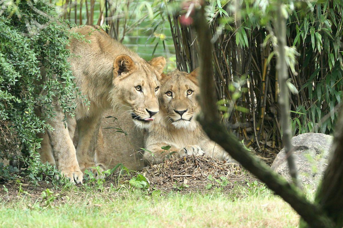 Löwe im Zoo Leipzig nach Ausbruch erschossen Die Löwen-Männchen Motshegetsi (links) und Majo sind am Donnerstag im Zoo Leipzig ausgebrochen.