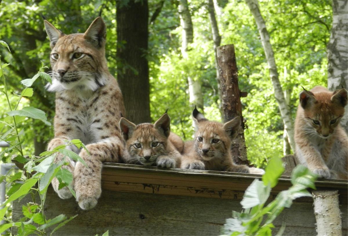 Beverstedt: Luchse reißen nach Sturmschaden aus Die Luchse haben im Beverstedter Tierpark einen kleinen Ausflug gemacht.