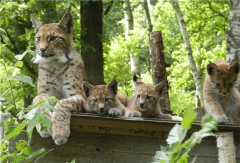 Die Luchse haben im Beverstedter Tierpark einen kleinen Ausflug gemacht.