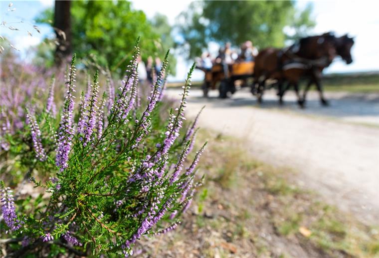 In der Lüneburger Heide beginnt es zu blühen Die Lüneburger Heide steht bereits in voller Blüte. Sie ist ein beliebtes Ausflugsziel in Niedersachsen.