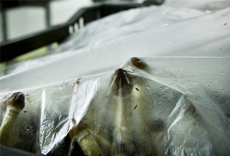 Die Magic Mushrooms fallen unter das Betäubungsmittelgesetz und dürfen nicht nach Deutschland eingeführt werden.