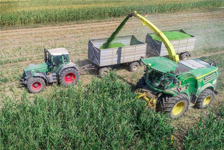 Landwirte in der Wesermarsch mit der Maisernte sehr zufrieden Die Maisernte ist in der Wesermarsch weitgehend abgeschlossen. Der Ertrag ist sehr gut.