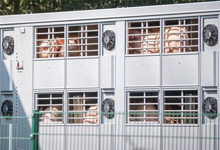 Geldstrafen für Schweinemastbetreiber wegen Tierschutzvergehen Ein Schweinetransporter mit Schweinen fährt auf das Gelände eines Schlachtbetriebes.