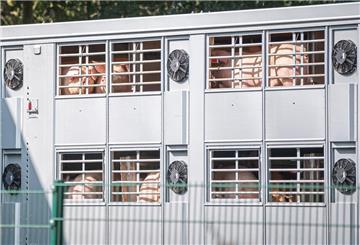 Ein Schweinetransporter mit Schweinen fährt auf das Gelände eines Schlachtbetriebes.