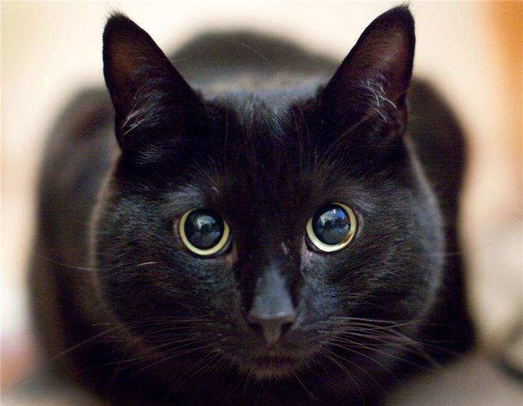 Die Meinungen zur Katzensteuer sind gespalten.
