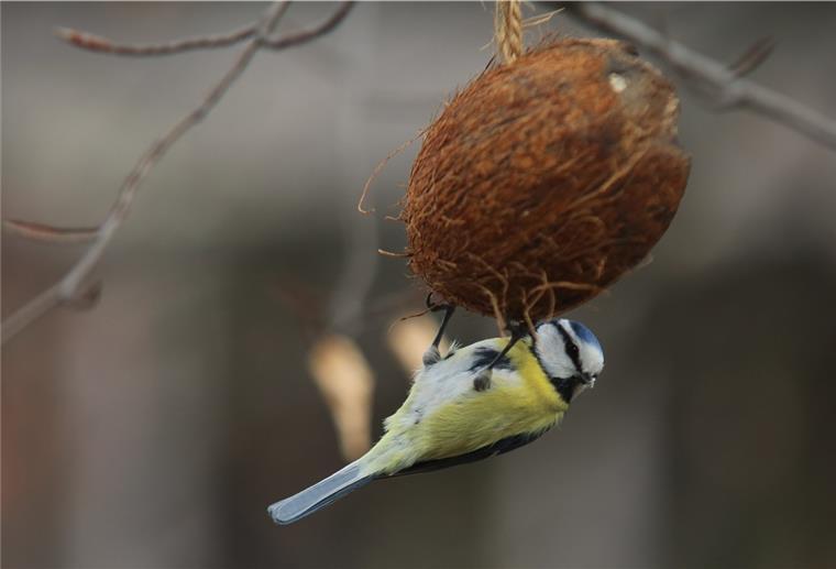 Vogelfütterung: Artenschutz oder Familienspaß? Die Meisen im Garten freuen sich über Futterknödel.