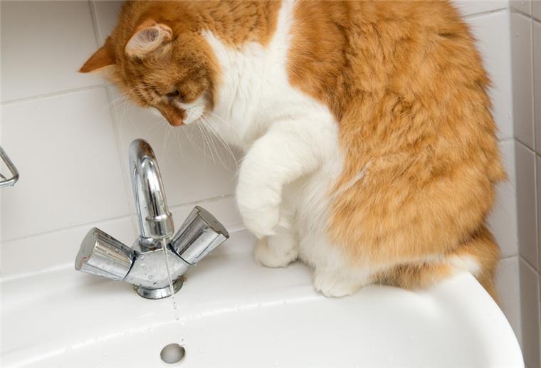 Mit Leckerlis und Geduld: Wenn die Katze gebadet werden muss Katze sitzt auf dem Rand vom Waschbecken