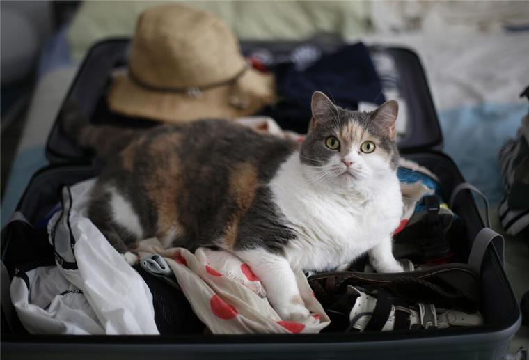 ARCHIV - Zum Themendienst-Bericht vom 22. Juni 2018: Mit Katze in den Urlaub? Keine gute Idee. Die meisten Katzen kommen mit Veränderungen nicht gut zurecht, ein Aufenthalt in der Tierpension ist deshalb besser für sie. (Archivbild vom 24.07.2015/Nur zur redaktionellen Verwendung durch Themendienst-Bezieher.) Foto: Ina Fassbender/dpa-tmn - Honorarfrei nur für Bezieher des dpa-Themendienstes +++ dpa-Themendienst +++ | Verwendung weltweit