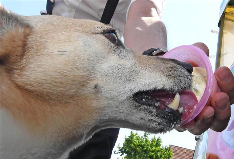 Tierische Erfrischung: Eis für den Hund einfach selber machen Hund schleckt Eis