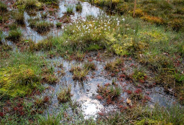 Ahlenmoor: Restaurierung statt Torfabbau. Die Moorrestaurierung wird Jahre dauern und nach und nach umgesetzt. Auch eine Torfmoosanzucht soll vor Ort angelegt werden.