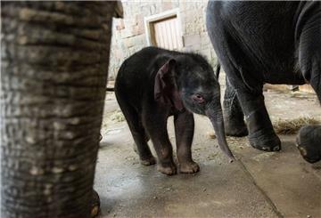 Neues Elefantenbaby im Berliner Tierpark
