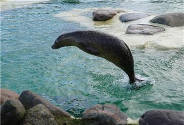 Kegelrobbe "Snorre" springt im Becken in der Seehundstation aus dem Wasser.