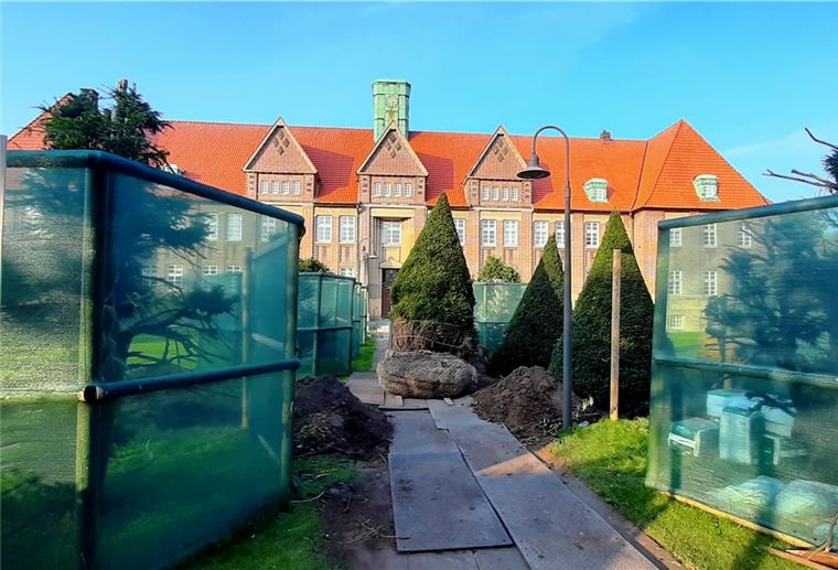 Neue Eiben fürs Nordenhamer Amtsgericht Die neuen Eiben, die gepflanzt werden, sind bereits etliche Jahre alt. Sie sind hoch wie die Eiben, die vorher dort standen.