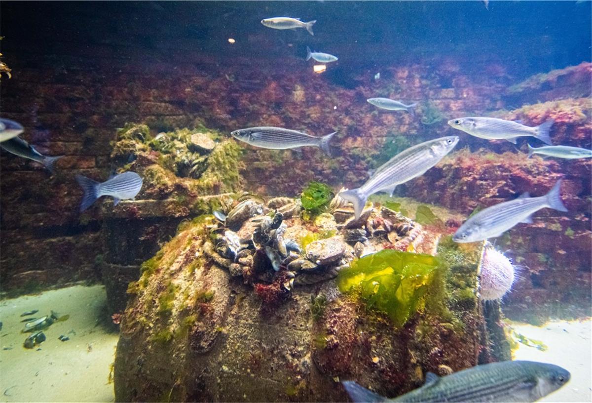 Bremerhavener Zoo am Meer hat neue Bewohner Die neusten Tiere im Zoo sind klein, „aber für uns ebenso wichtig wie unsere Eisbären“, stellt Direktorin Dr. Heike Kück die europäischen Austern vor.