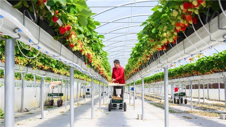 Erdbeerernte läuft an - Früchte in „Top-Qualität“ erwartet Die niedersächsische Landwirtschaftskammer erwartet eine Erdbeersaison mit Früchten in „Top-Qualitäten“.