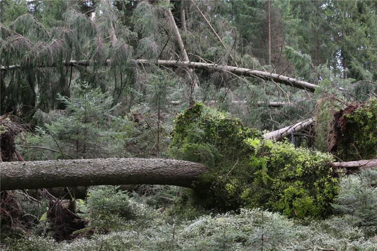 Niedersachsen: Landesforsten warnen vor Betreten der Wälder Die niedersächsischen Landesforsten haben vor dem Betreten der Wälder gewarnt. Es könnten Bäume umstürzen und Äste herabfallen.