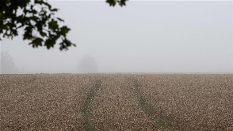 Viel Regen, wenig Sonne - schwierige Ernte für Landwirte Die niedersächsischen Landwirte befürchten schlechte Erträge bei der Ernte. (Archivfoto)
