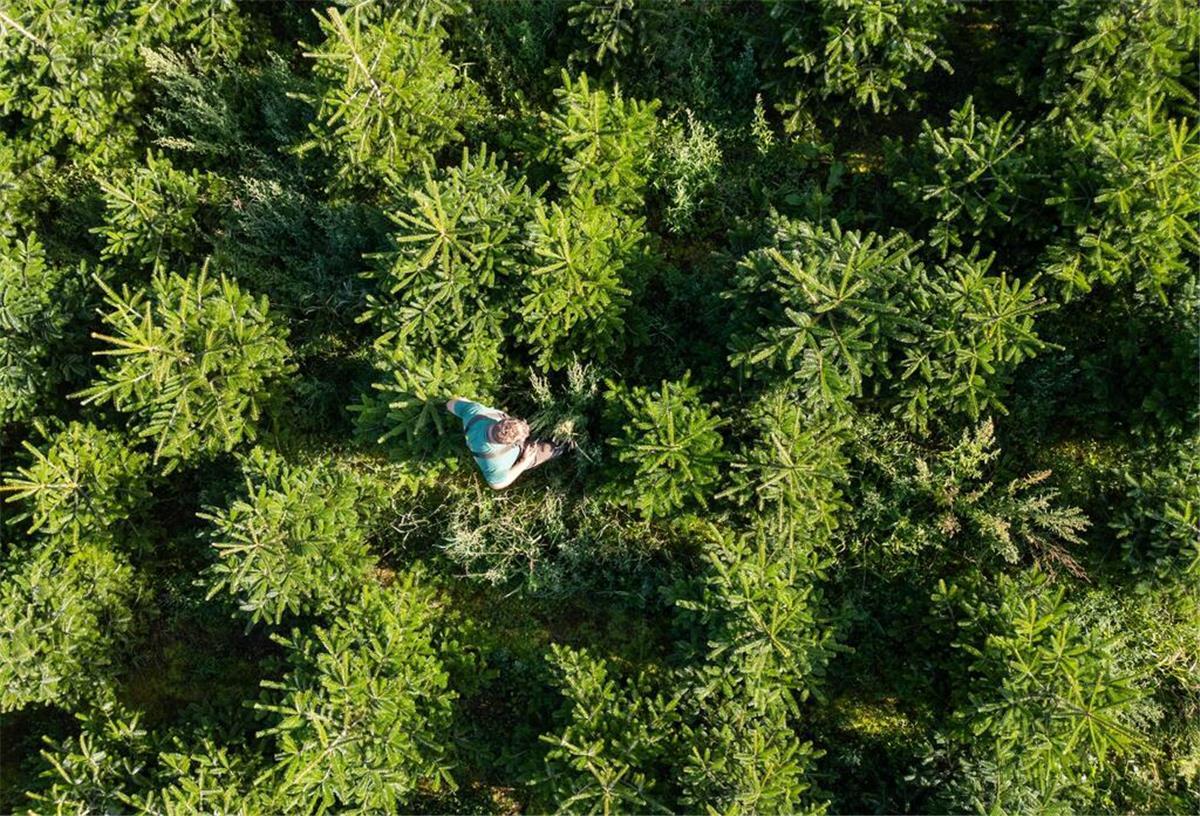 Ein Mann steht auf einer Plantage inmitten von Nordmanntannen.