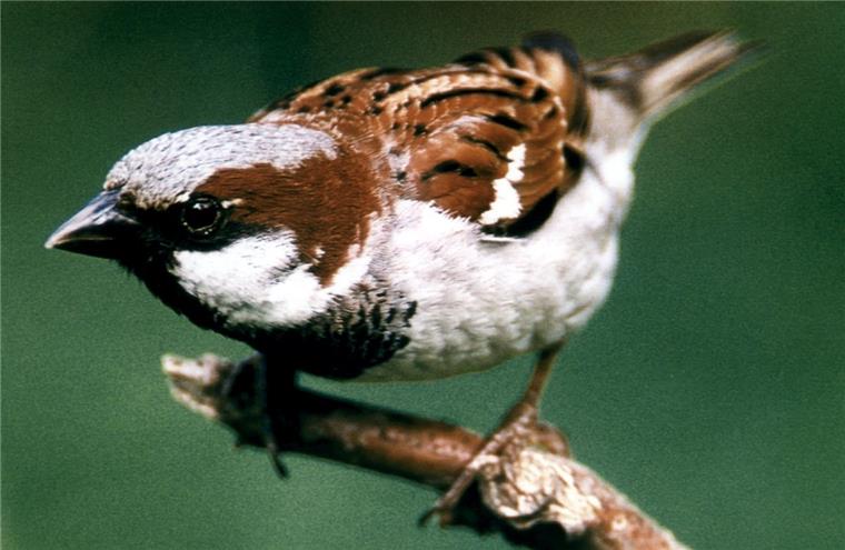 Stunde der Wintervögel: Hausspatz ist die Nummer 1 Die Nummer 1 unter den Gartenvögeln: der Hausspatz.