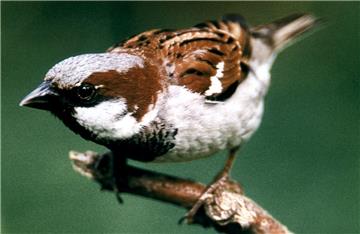 Die Nummer 1 unter den Gartenvögeln: der Hausspatz.