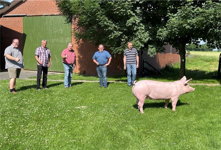 Dedesdorfer Schweinemarkt abgesagt - doch eine Sau lässt hoffen