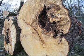 Die Pappelbocklarve hat sich durch die Stämme dieser Bäume gefressen. Weil die Gehölze an der Landesstraße 129 bei Mulsum als nicht mehr standsicher eingestuft wurden, mussten sie Ende Februar weichen.