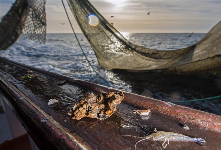 Fremde Pflanzen- und Tierarten erobern das Wattenmeer Eine pazifische Auster liegt als Beifang auf der Reling eines Krabbenkutters