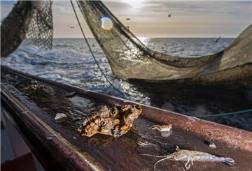  Eine pazifische Auster liegt als Beifang  auf der Reling eines Krabbenkutters 