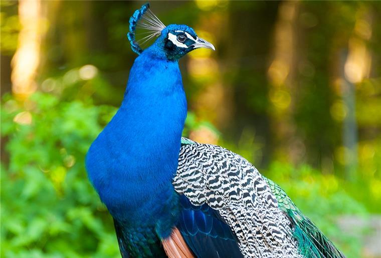 Zoo in der Wingst Die Pfauen bewegen sich frei im Zoo.