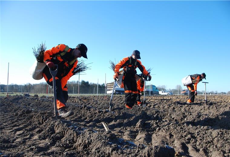 Stadt Geestland pflanzt 35.000 Bäume fürs Klima Die Pflanzarbeiten am Langen Berg in Langen haben begonnen. Die beauftragten Facharbeiter haben alle Hände voll zu tun.