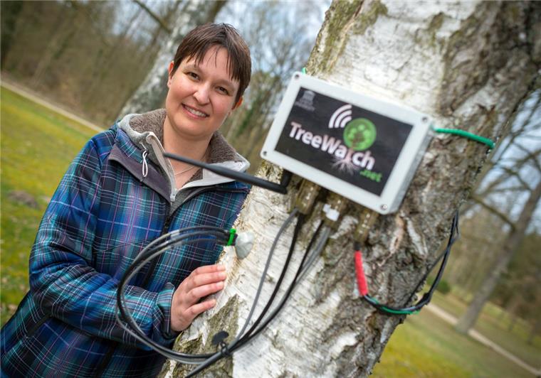 Extremwetter lässt Bäume twittern Baum twittert über seinen Gesundheitszustand