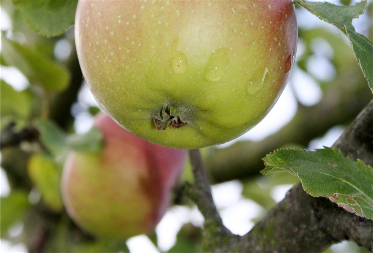 Die Pflege von Obstbäumen will gelernt sein. Darum möchte die Gemeinde Rhade für die Paten Baumschnitt-Aktionen unter der Anleitung von Experten anbieten.