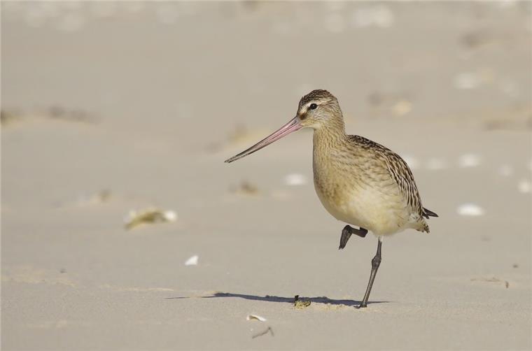 Eine tolle Woche für Vogelfreunde im Norden Die Pfuhlschnepfe ist der Titelvogel der diesjährigen Zugvogeltage.