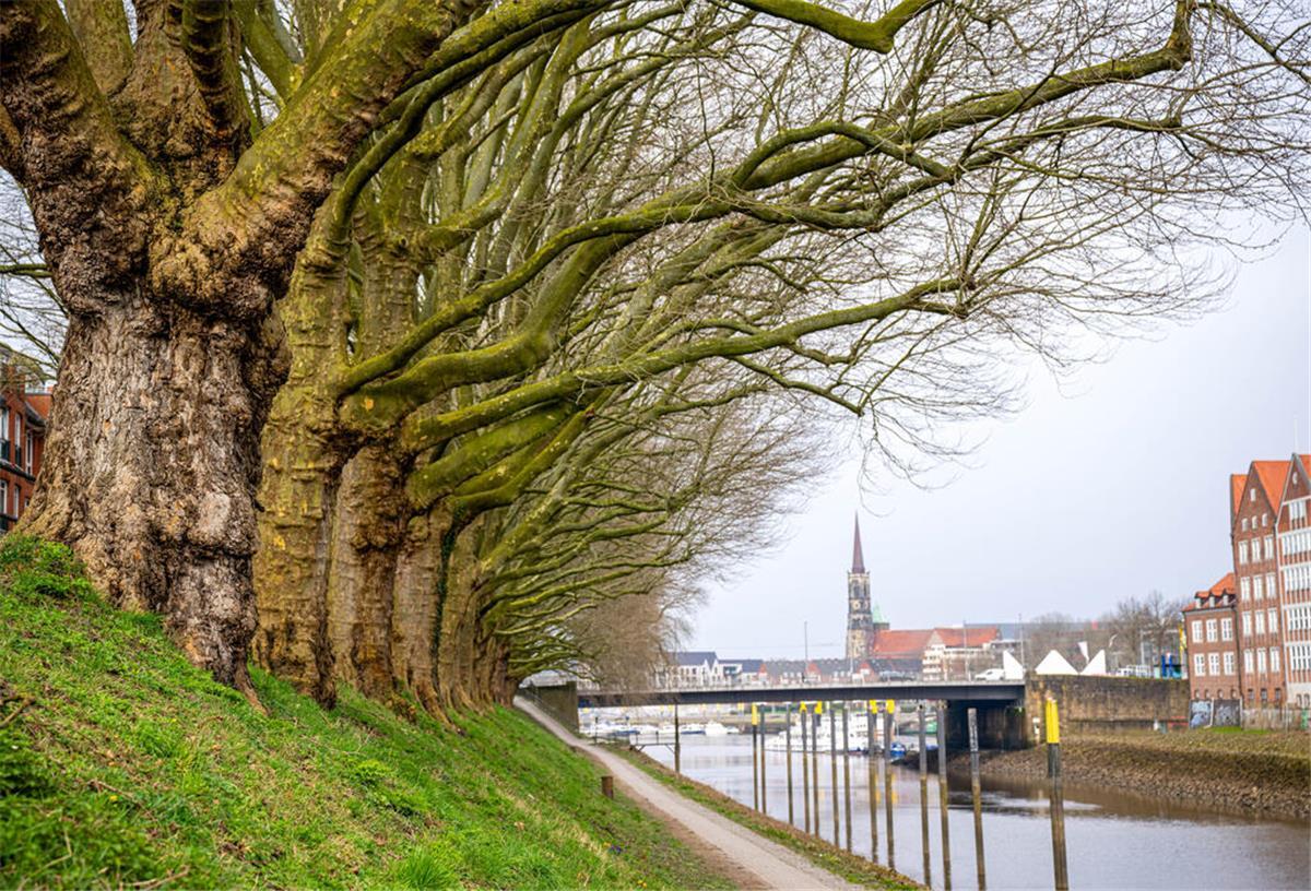 Sie prägen das Bremer Stadtbild: Jetzt sollen die Bäume am Weserufer gefällt werden Die Platanen am Weserufer prägen das Bremer Stadtbild. Doch die Bäume sollen für den Hochwasserschutz weichen.