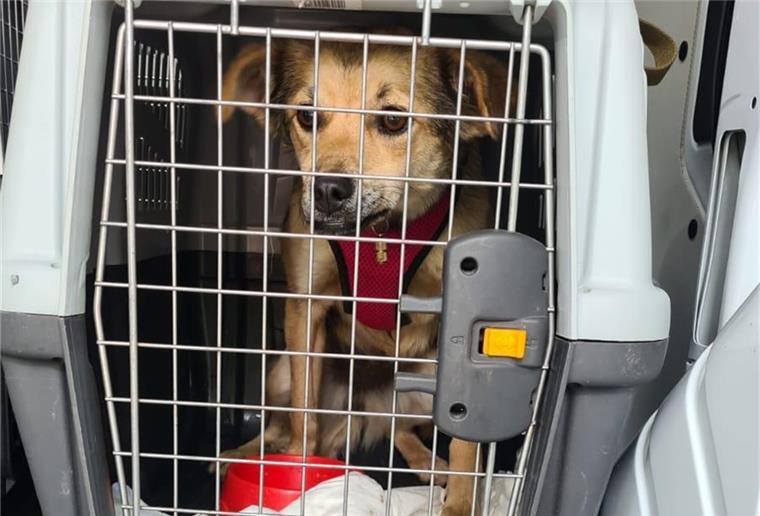 Polizei rettet Hundewelpen vor illegalem Verkauf Die Polizei Bremen hat fünf Hundewelpen gerettet.
