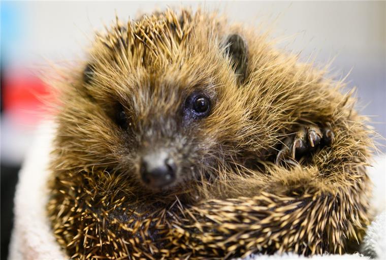 Polizei Bremen befreit Igel aus misslicher Lage Die Polizei Bremen hat in Lesum einen Igel (Symbolfoto) geholfen.