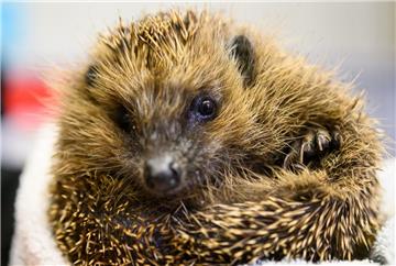 Die Polizei Bremen hat in Lesum einen Igel (Symbolfoto) geholfen. 