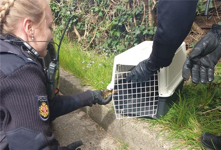 Bremerhavener Polizei rettet Ente und elf Küken aus „Katzenrevier“ Die Polizei Bremerhaven hat am Sonntag elf Entenküken aus einem Gulli gerettet.