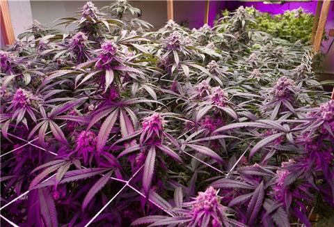 Die Polizei fand in Seefeld Cannabispflanzensetzlinge, abgeerntete und getrocknete Pflanzen sowie Cannabispflanzen in der Knospenbildung.
