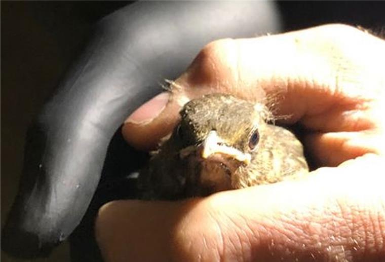 Lehe: Polizeibeamte retten junge Amsel Die Polizei hat eine kleine Amsel in Bremerhaven-Lehe gerettet.