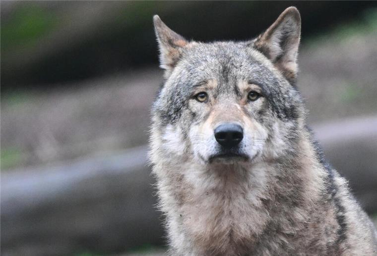 Unbekannte verletzten Wolf in Niedersachsen tödlich Ein Wolf läuft auf Futter wartend durch ein Gehege im Tierpark Wildparadies Tripsdrill.