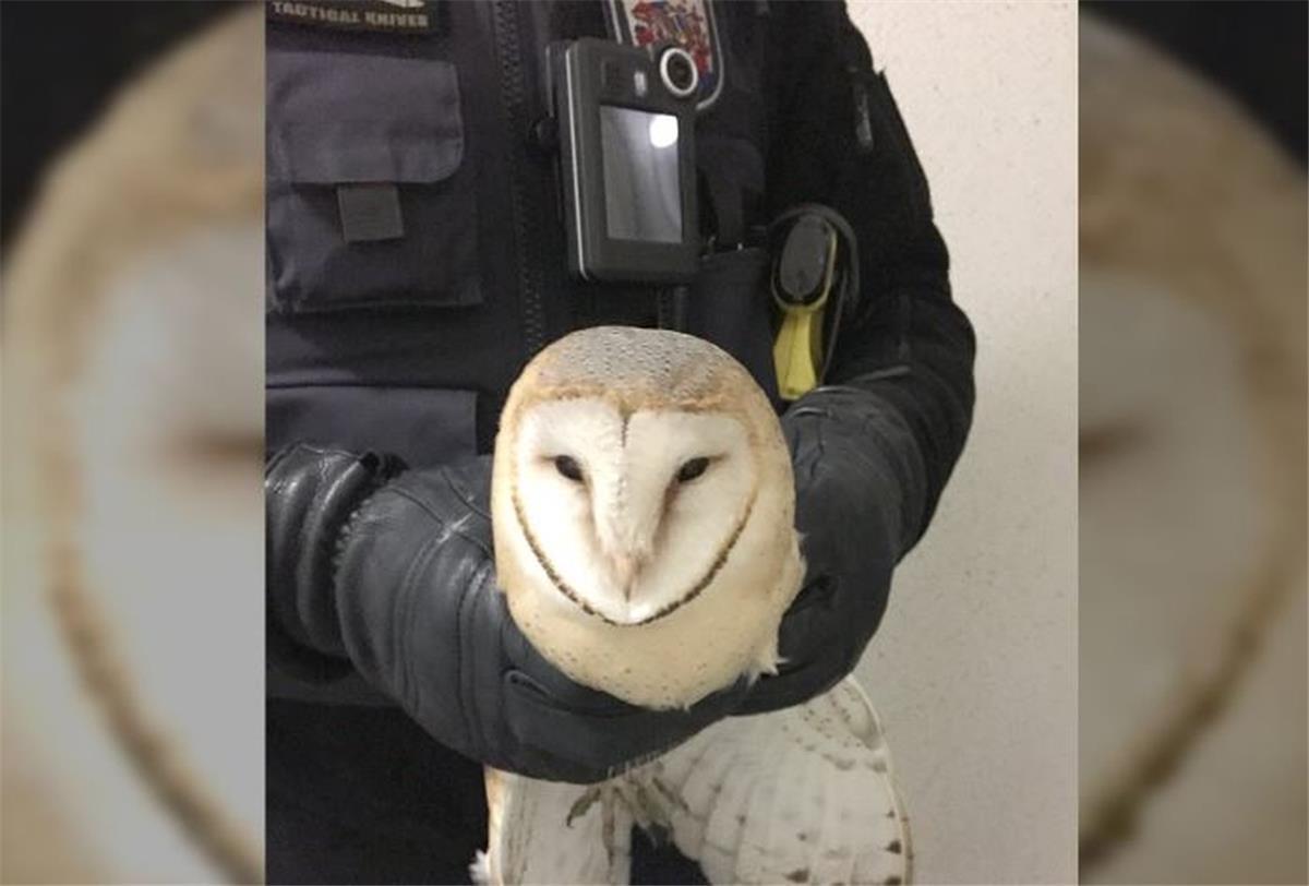 Leherheide: Schleiereule verirrt sich in Treppenhaus Die Polizei hat in Bremerhaven-Leherheide eine Schleiereule befreit.