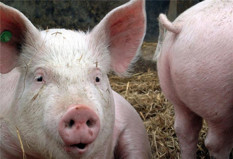 Überladene Schweine-Lastwagen nahe Bremen gestoppt Die Polizei hat zwei überladene Schweinetransporter aus dem Verkehr gezogen.